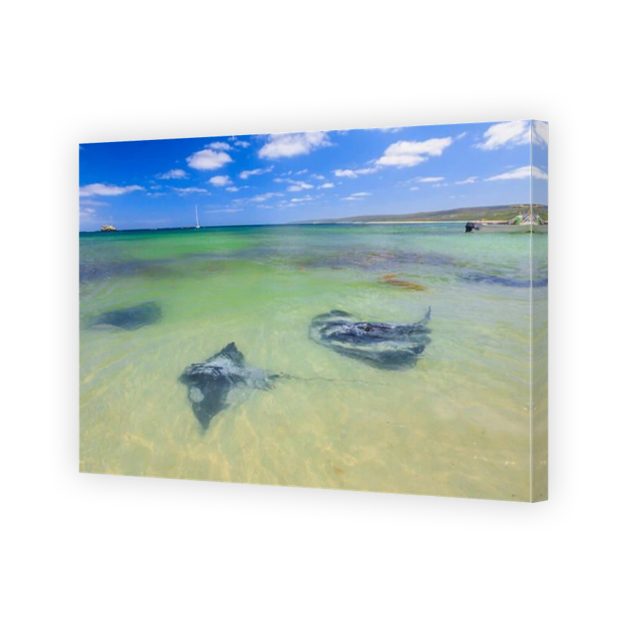 Sting rays in Hamelin Bay