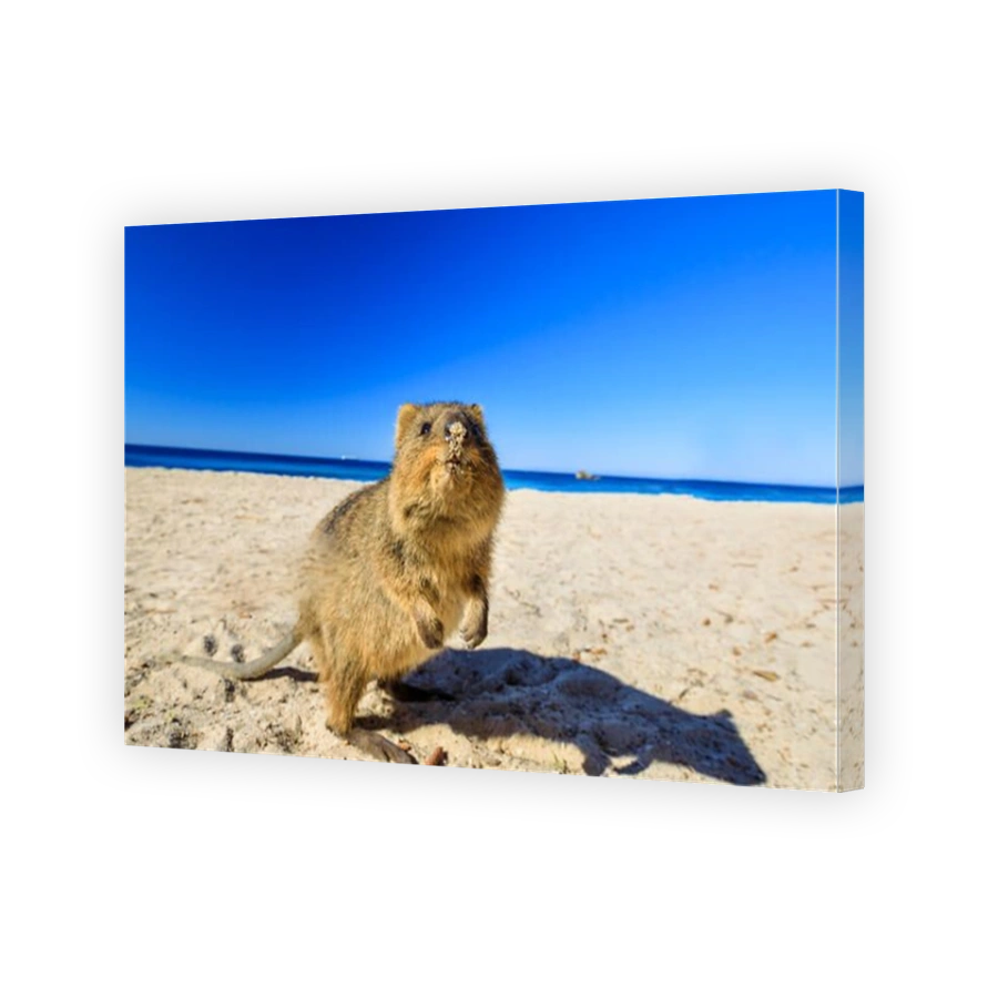 Quokka on the beach