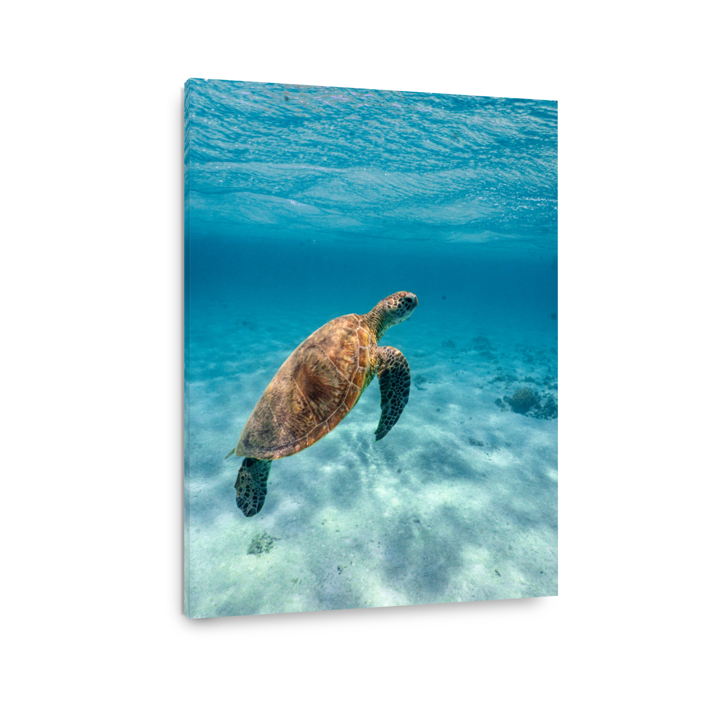 Green Sea Turtle, Ningaloo Reef, Exmouth, Western Australia