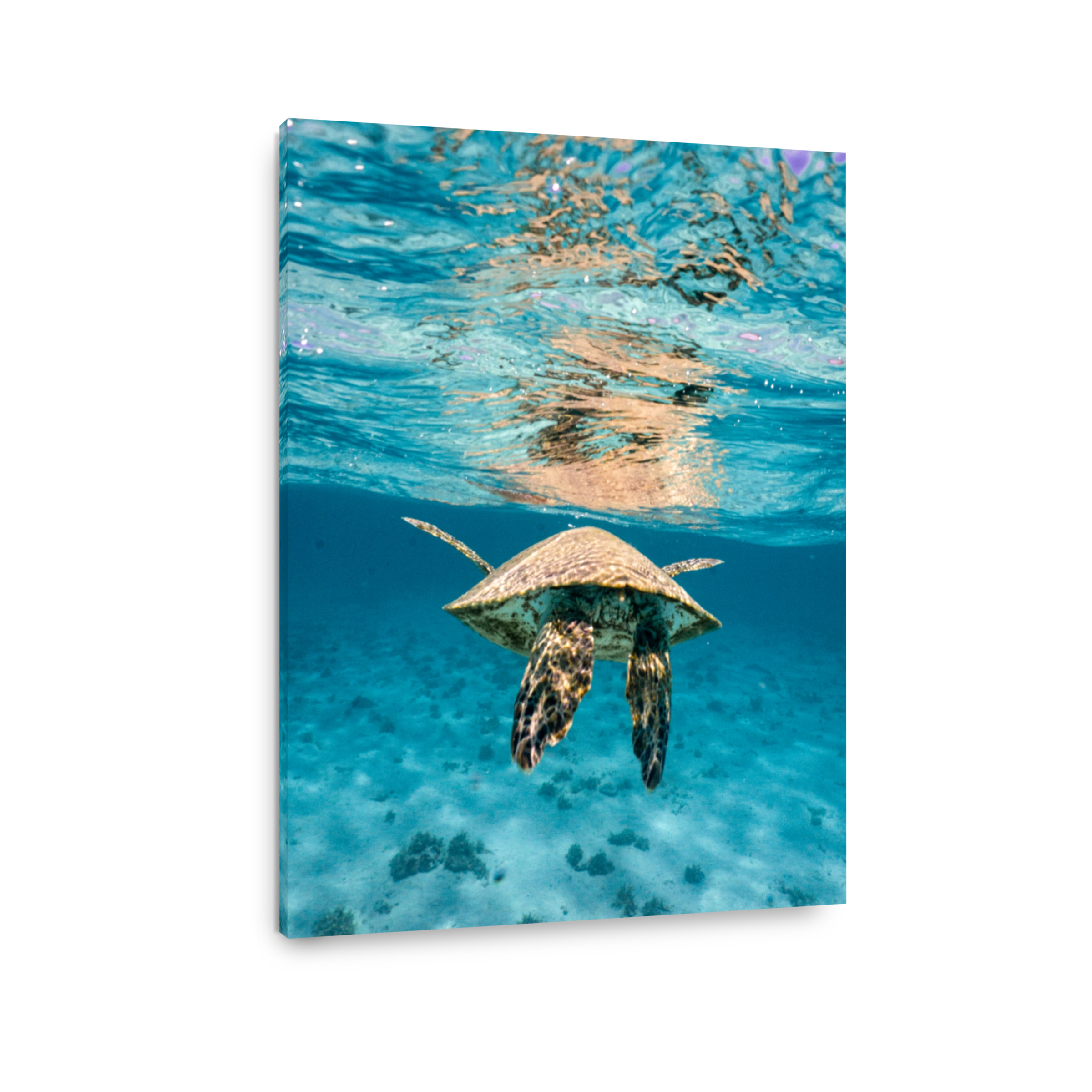 Green Sea Turtle, Ningaloo Reef, Exmouth, Australia