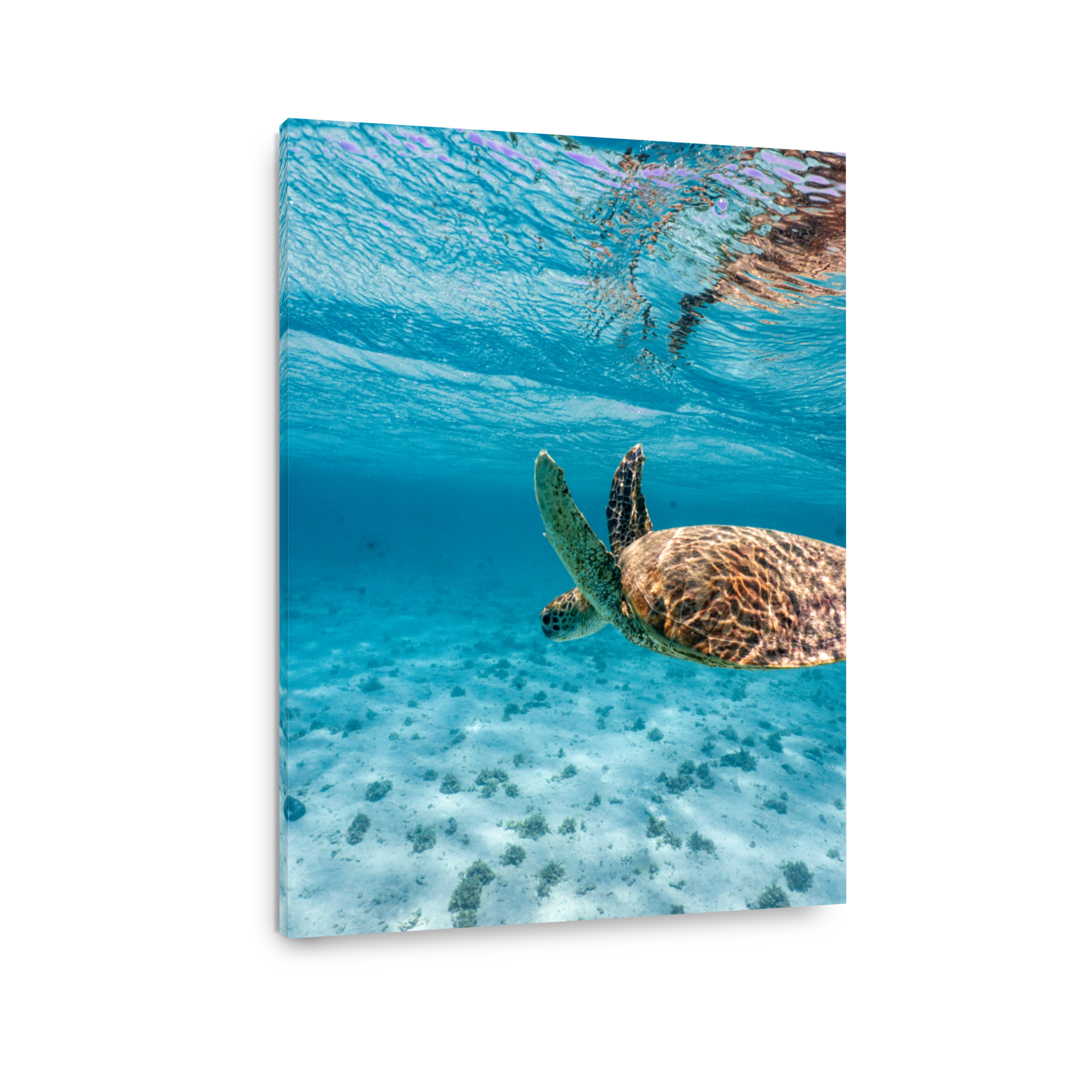 Green Sea Turtle, Ningaloo Reef, Exmouth, Australia