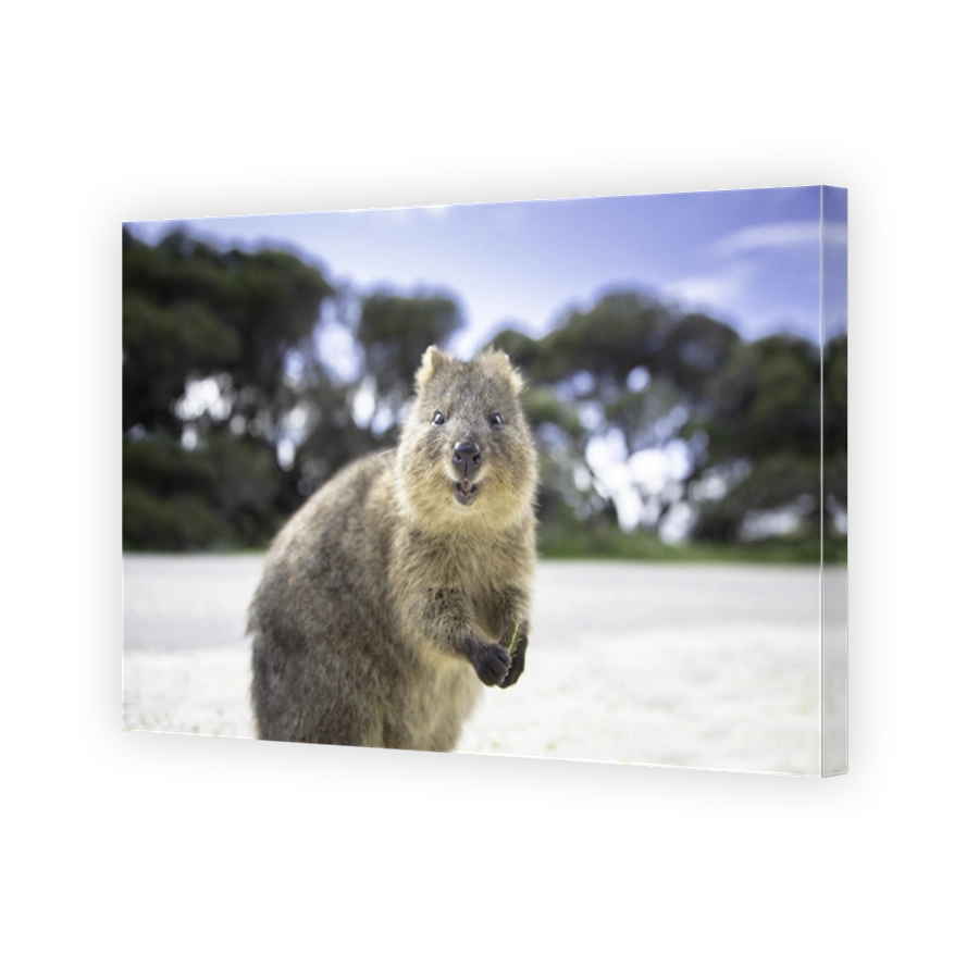 The happiest animal quokka is smiling and greeting you at Rottnest Island in Perth, Western Australia