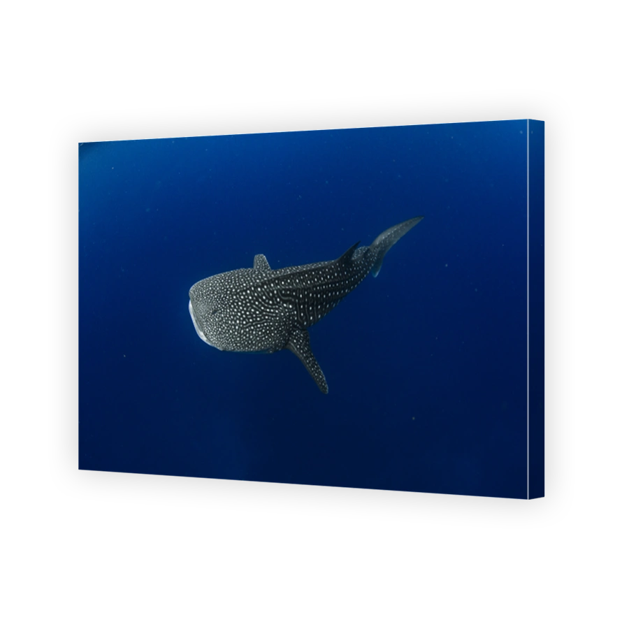 Whale shark in  crystal blue water