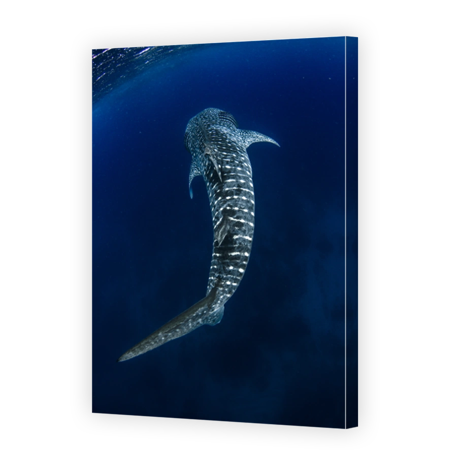 Whale Shark from above in crystal clear deep blue water