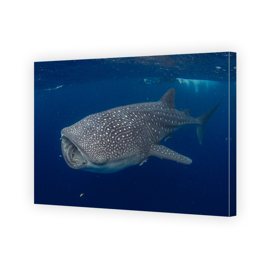 GIANT Whale Shark feeding in beautiful deep blue water