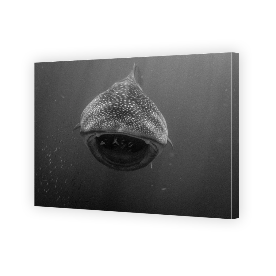 Whale Shark swimming straight at camera with mouth open feeding in black and white