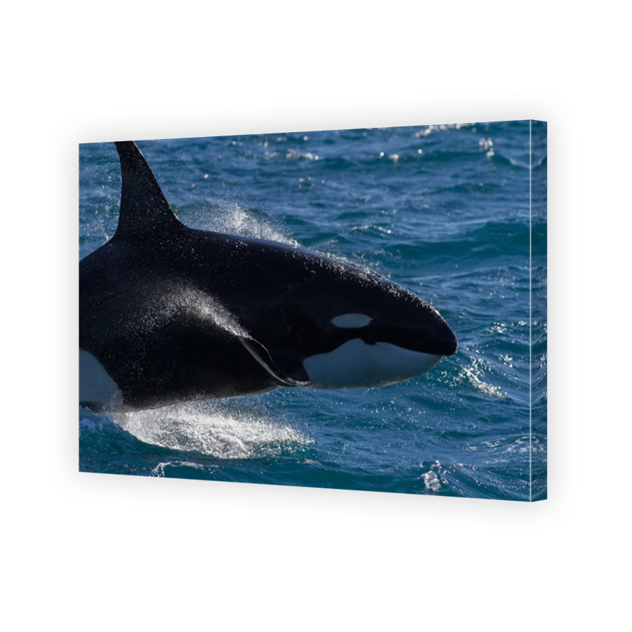 Male Orca or Killer Whale breaching powerfully while on the hunt in close up