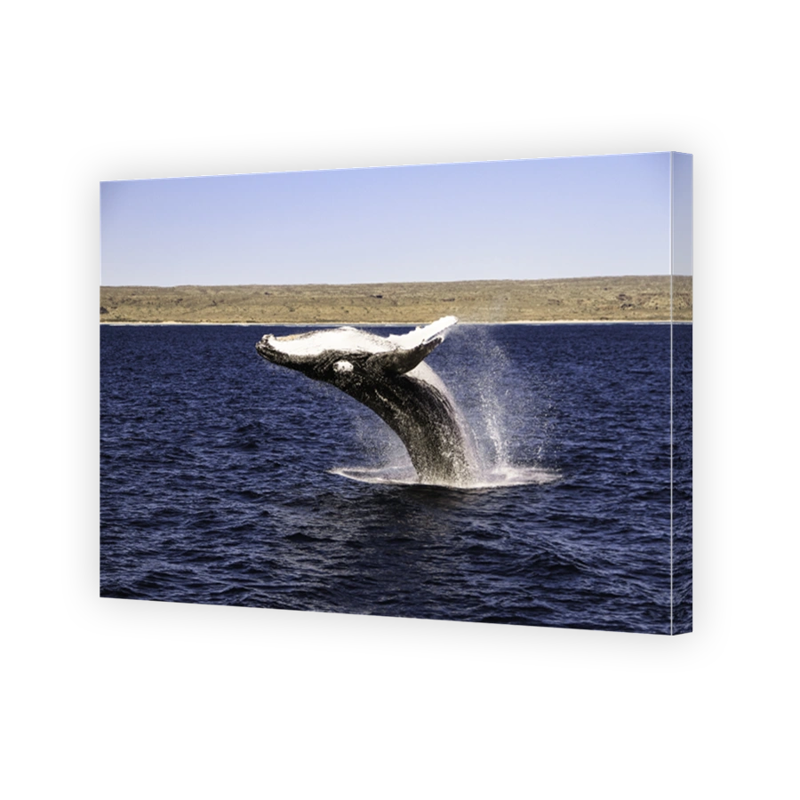 Humpback Whale jumping out of the water on a beautiful blue ocean with the Ningaloo Marine Park in the Background