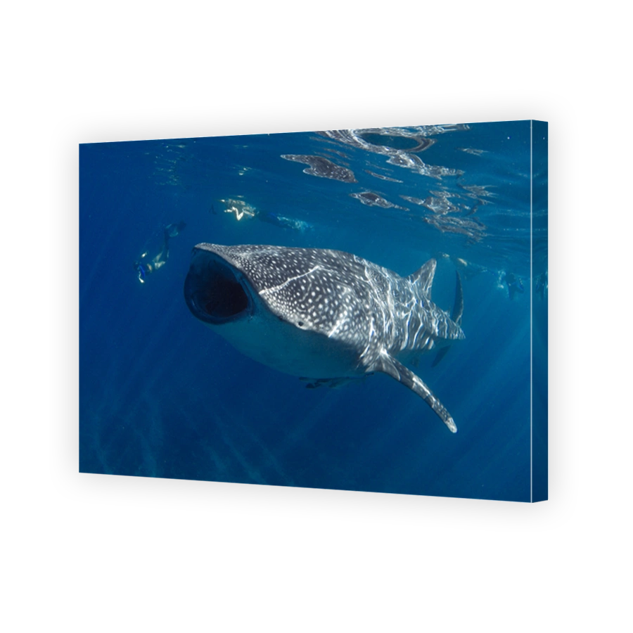 Amazing photo of giant whale shark with mouth wide open feeding