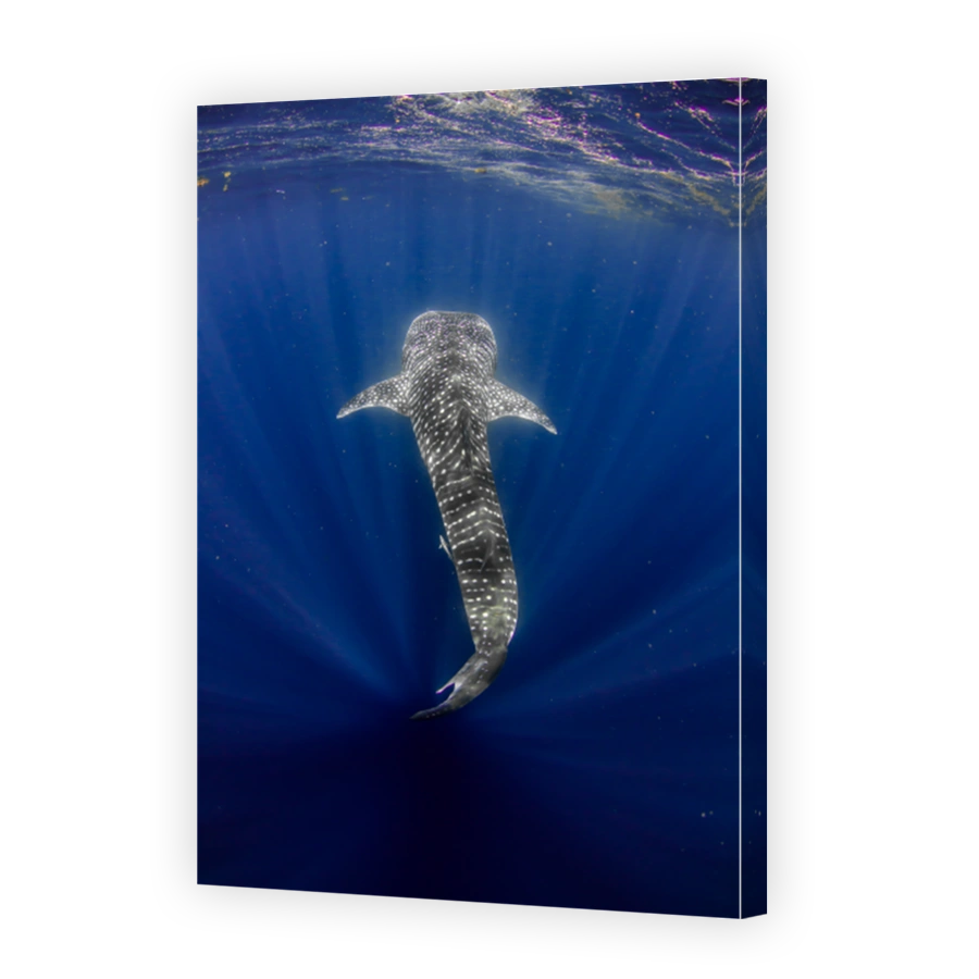 Above photo of a Whale Shark in the clearest water imaginable