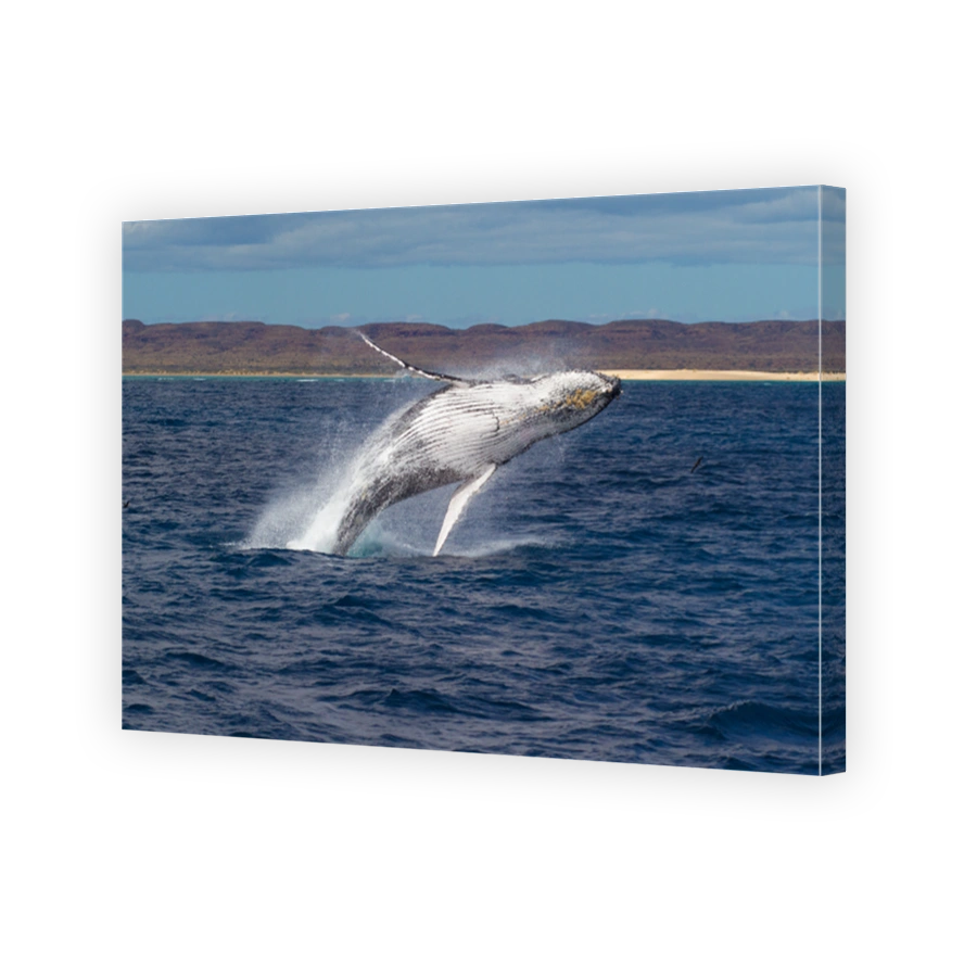Humpback Whale breaching powerfully with West Australian coastline in the background