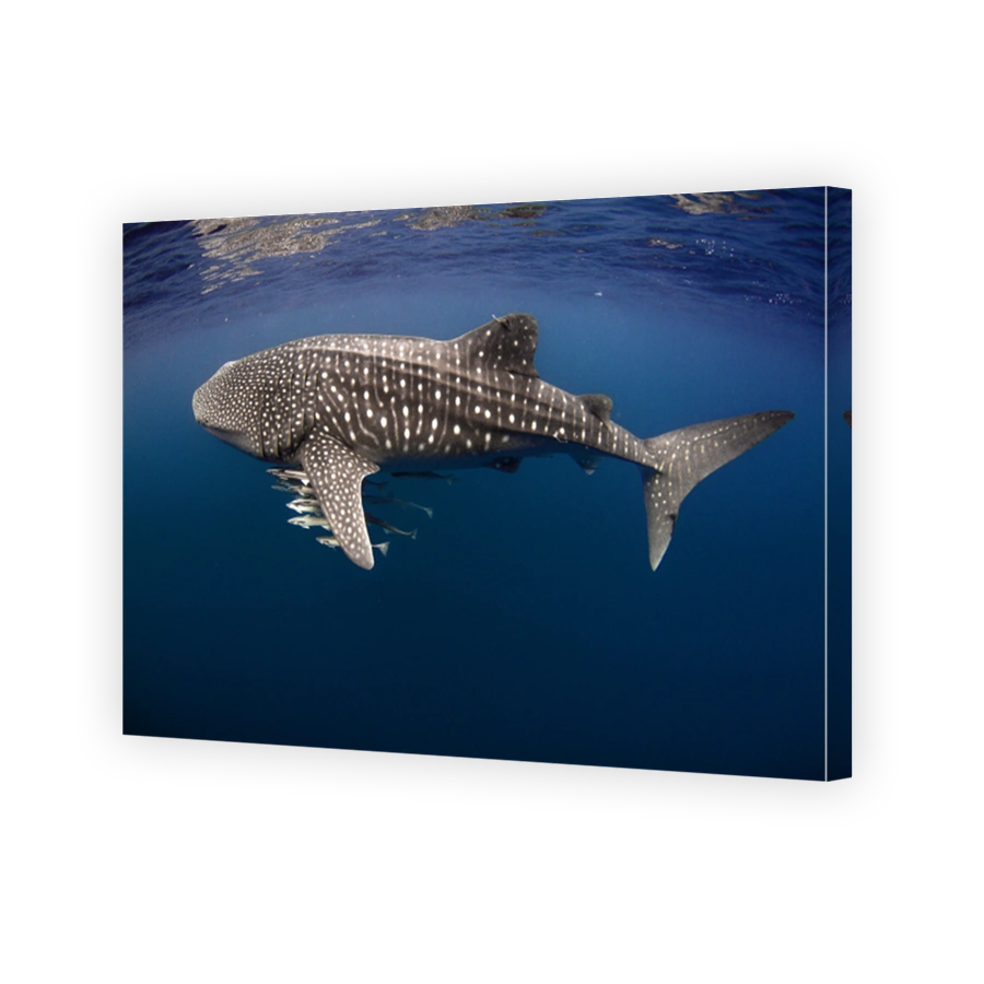 Tagged Whale Shark with Cobia