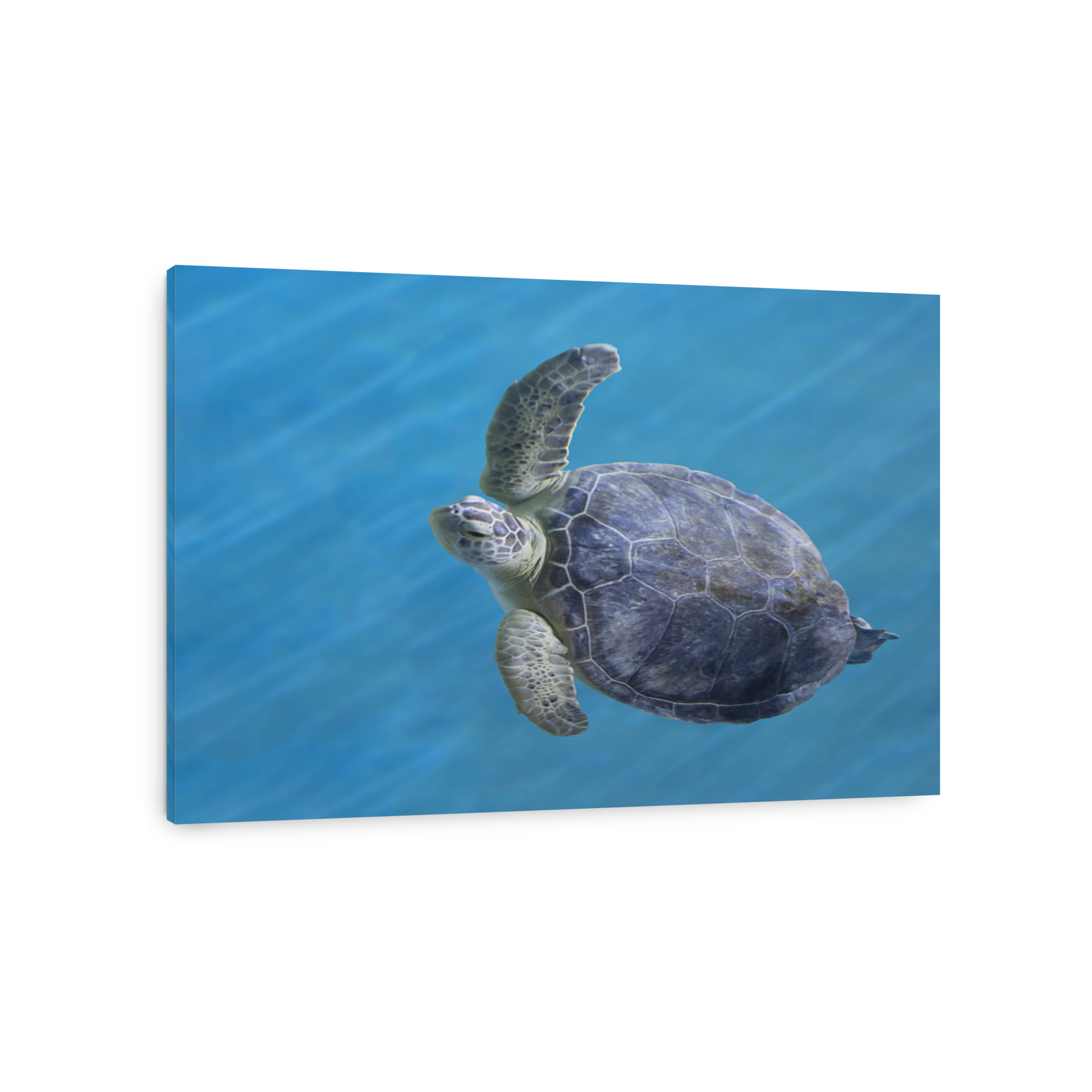 Green Sea Turtle