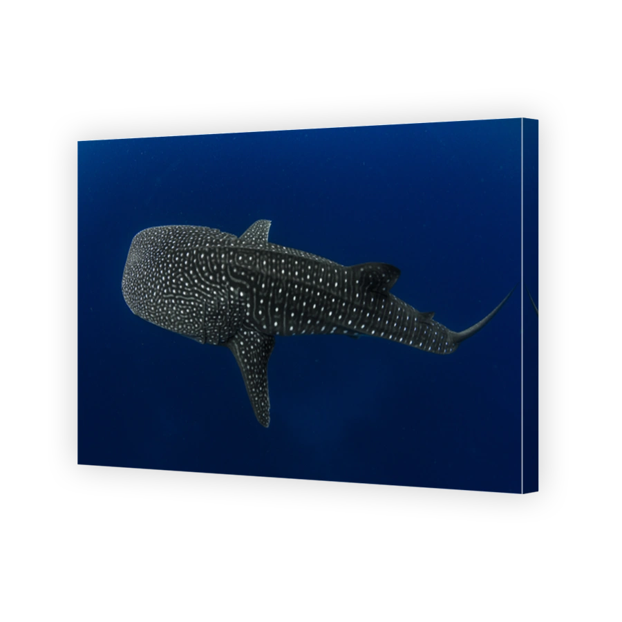 Incredible photo of a Whale Shark in the deep blue ocean showing off its unique spot patterns