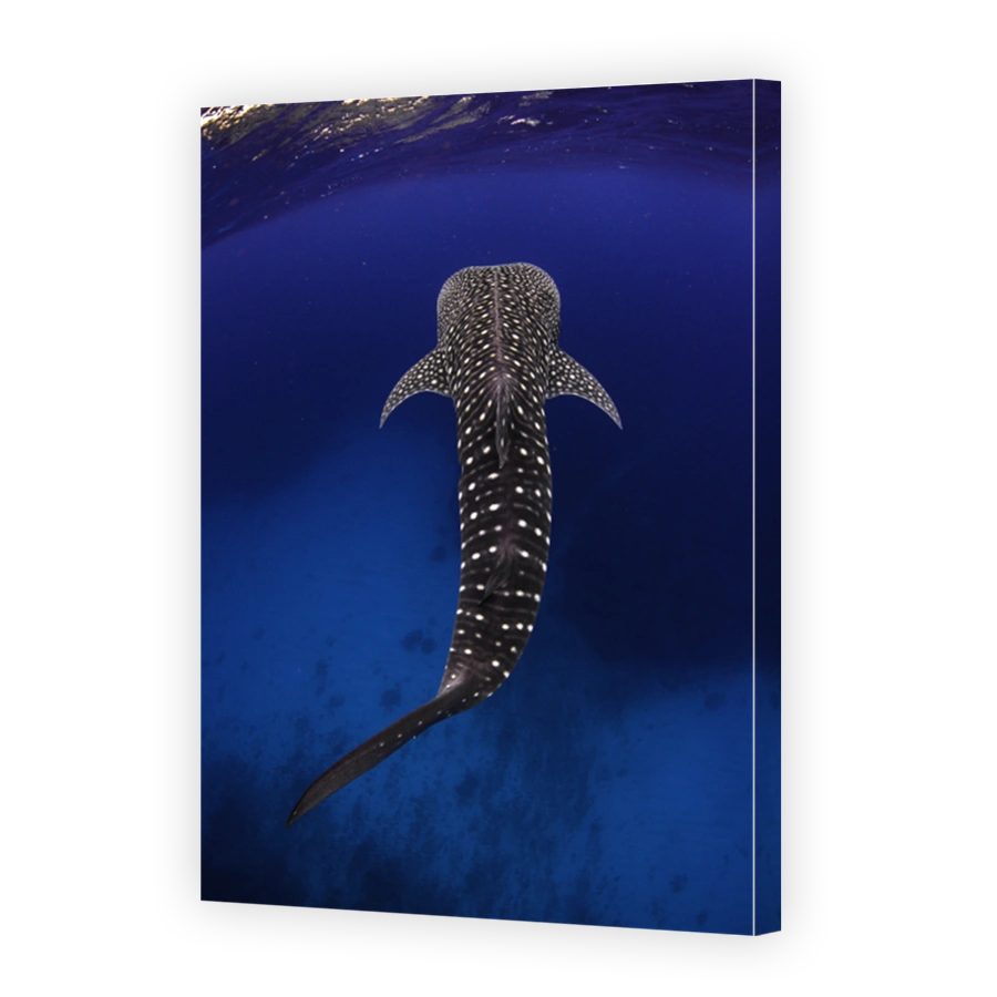 Whale Shark from above in crystal clear water over spectacular coral reef