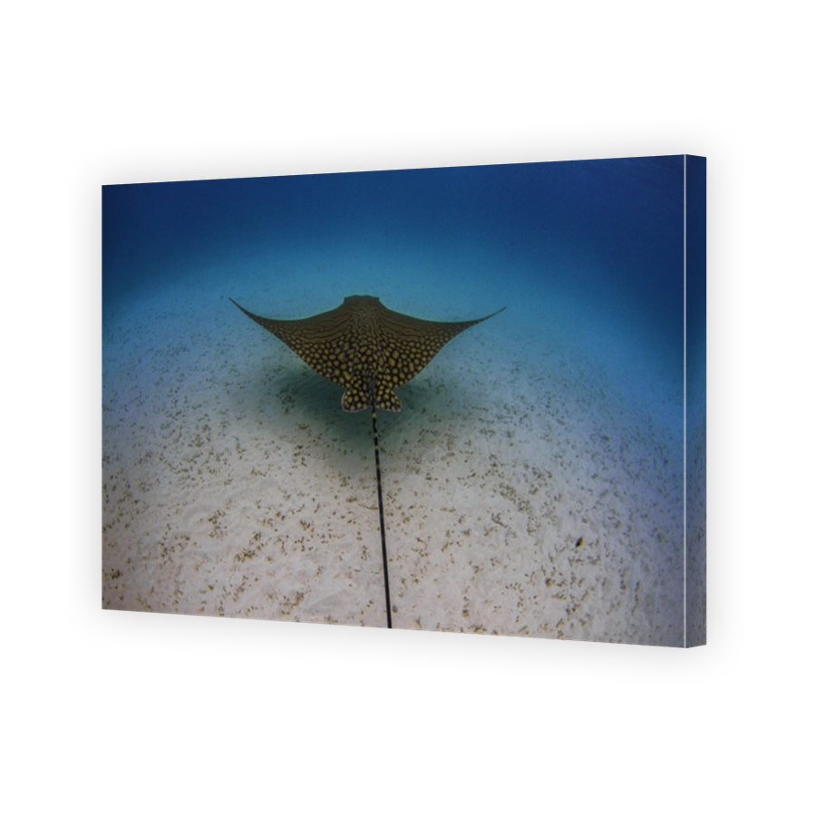 Incredible photo of a very rare Ornate Eagle Ray