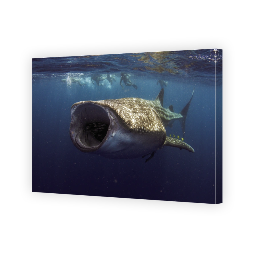 Whale Shark with mouth wide open feeding