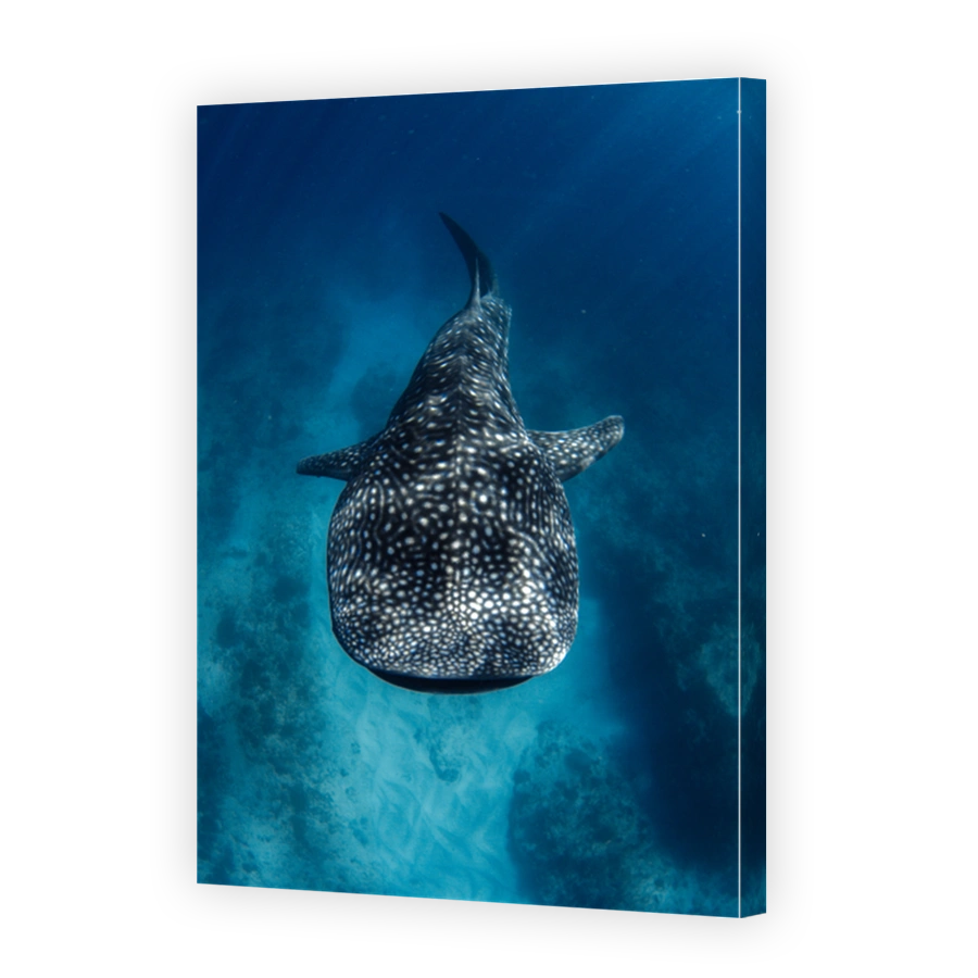 Whale Shark from above in incredible crystal clear water over coral reef