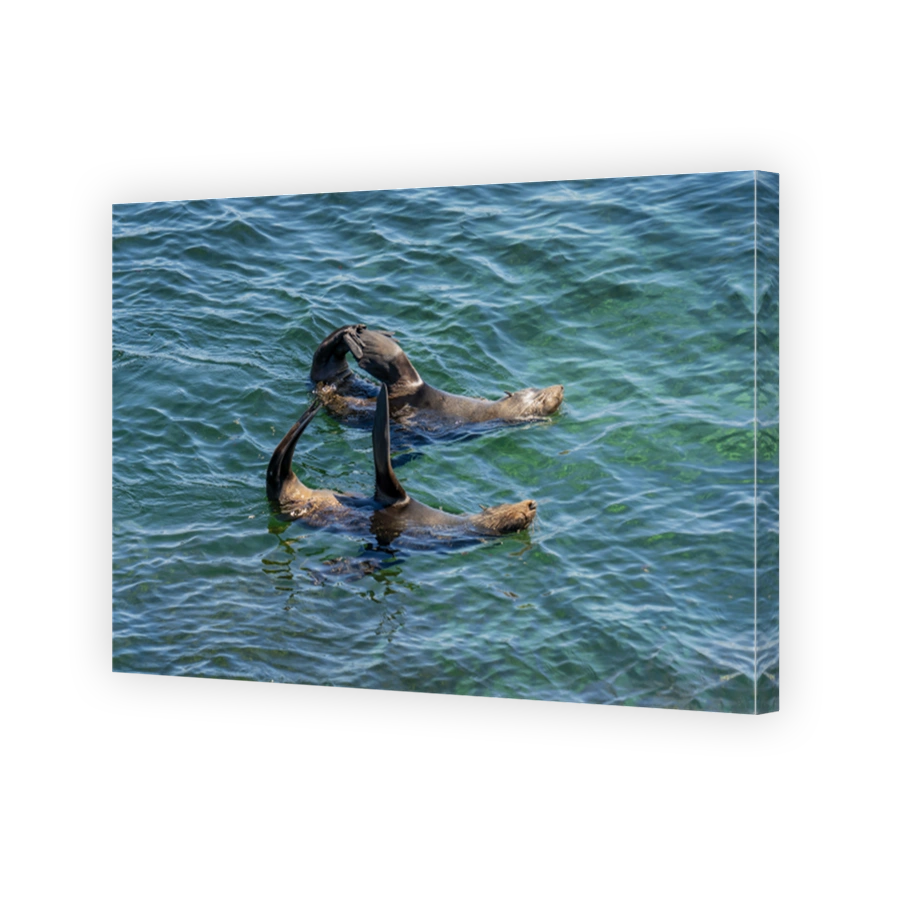 Wild long-nosed fur seals chilling in the water