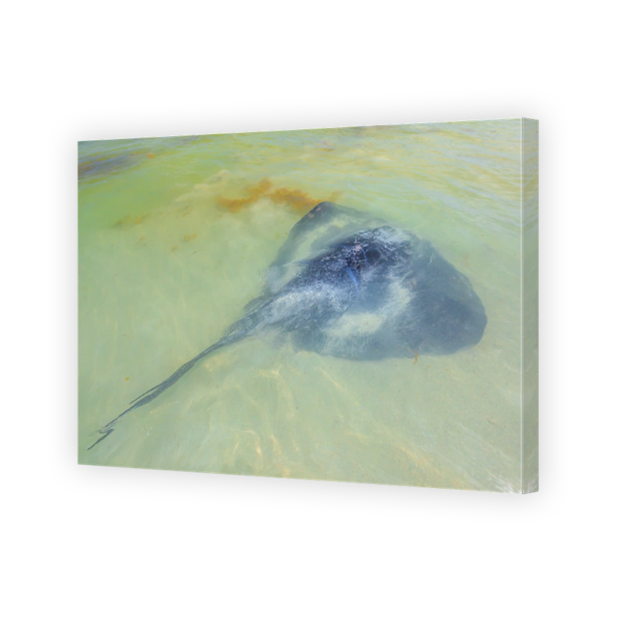 Sting rays Background