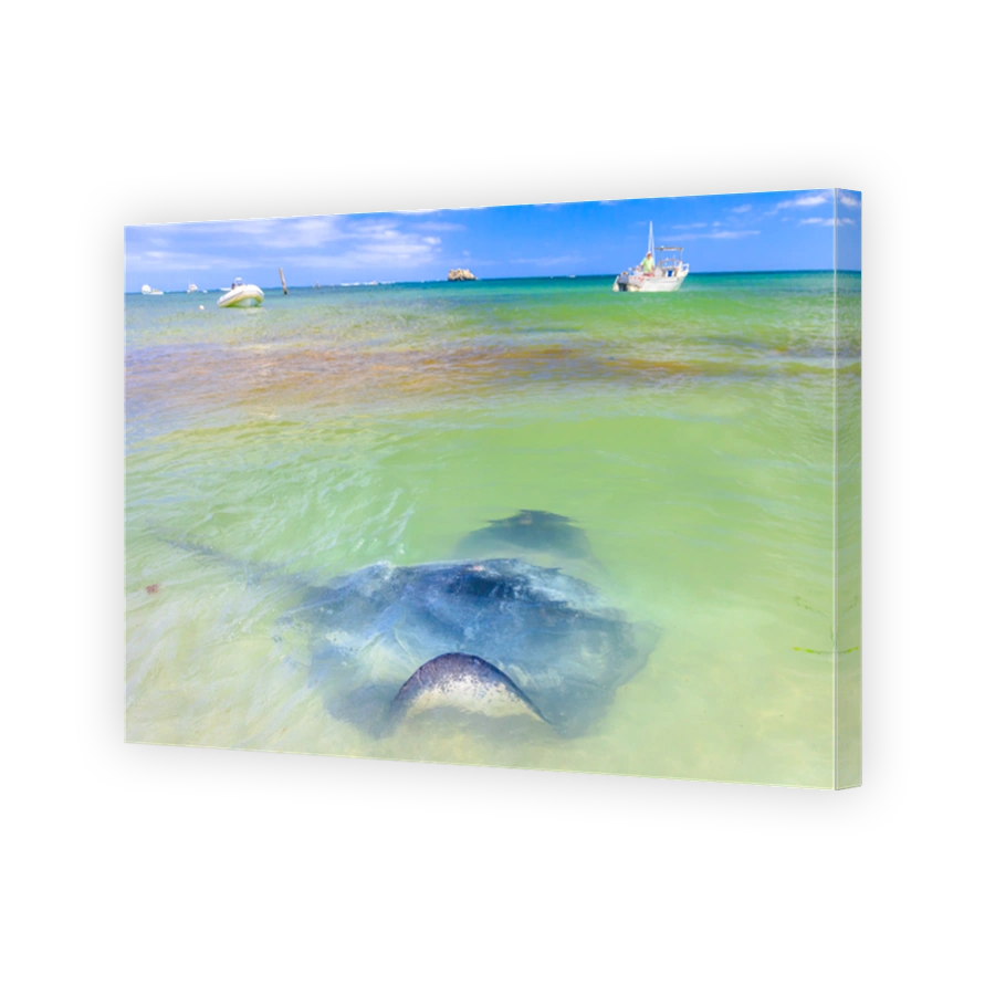 Sting rays in Hamelin Bay