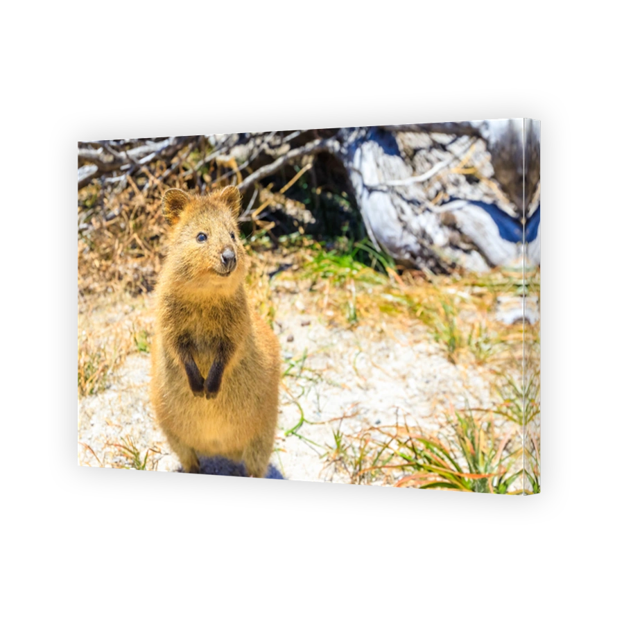 Quokka Rottnest Island