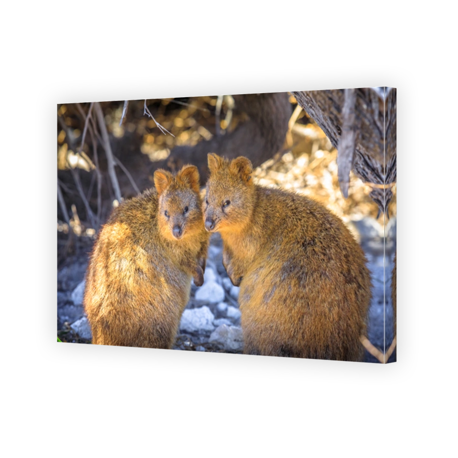 Quokka Rottnest Island