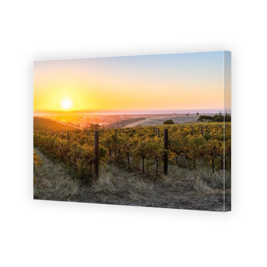 Vineyards in McLaren Vale at sunset, Fleurieu Peninsula, South Australia.