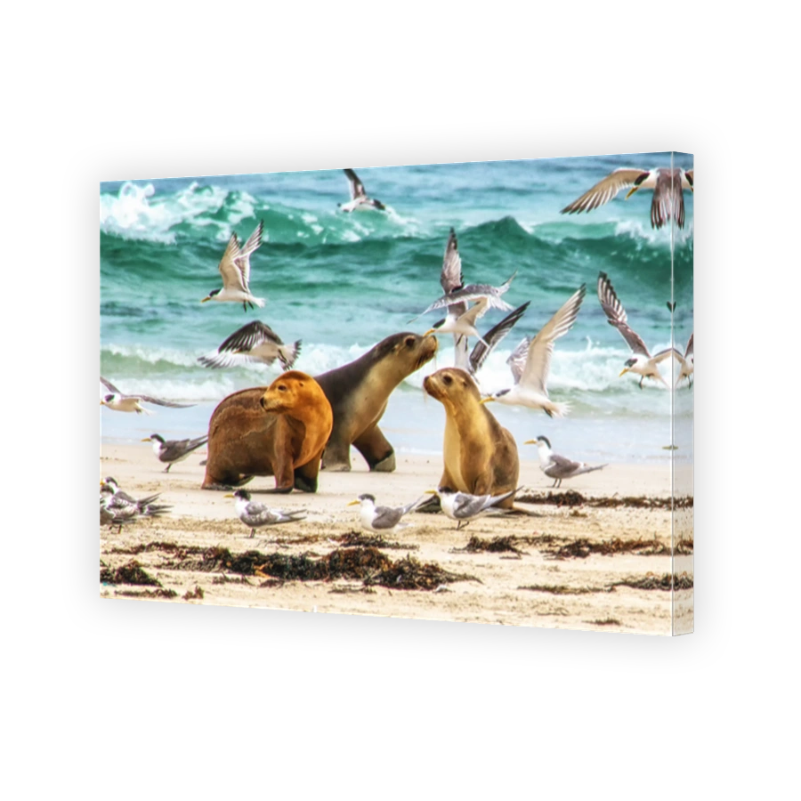 Australian Sea Lion (Neophoca cinerea)