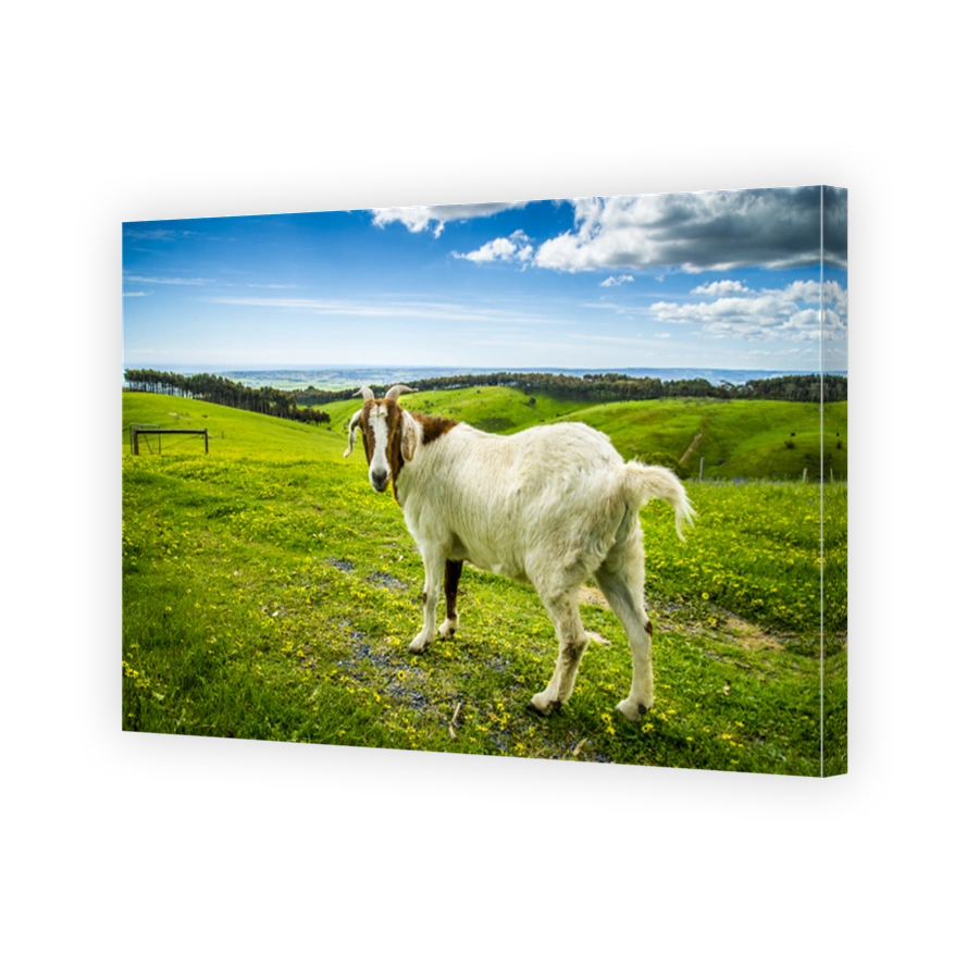 Goat on a Farm