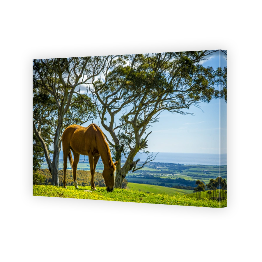Horse on a Farm