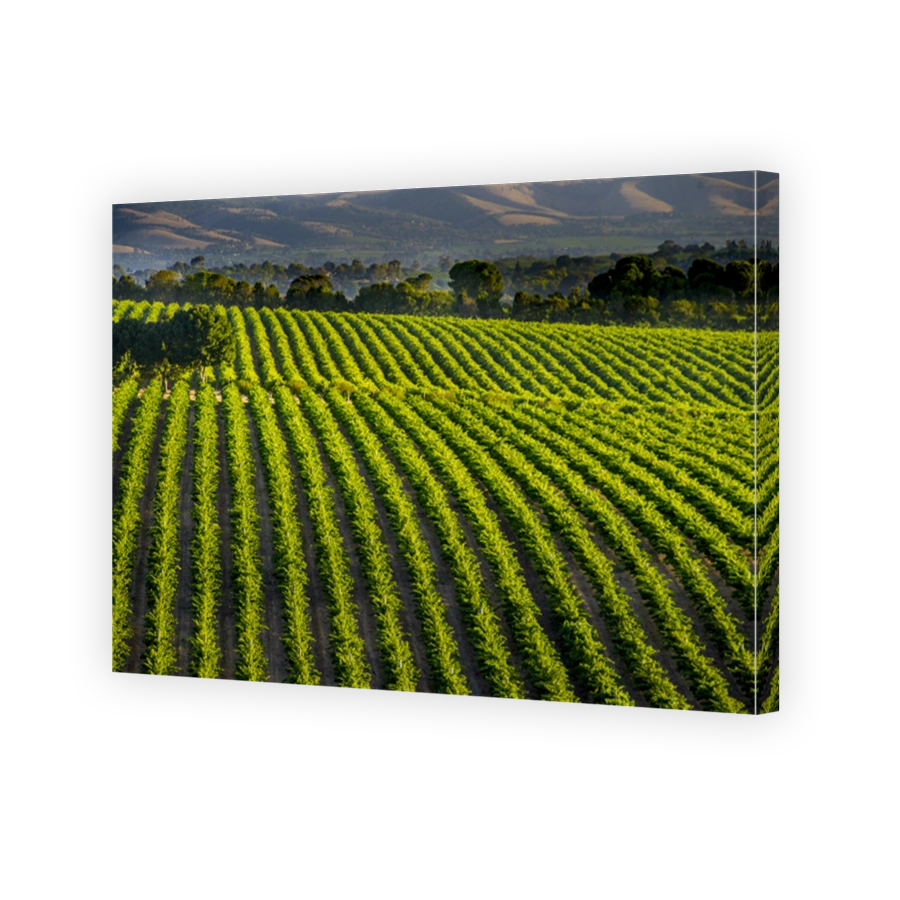 Vineyards of McLaren Vale