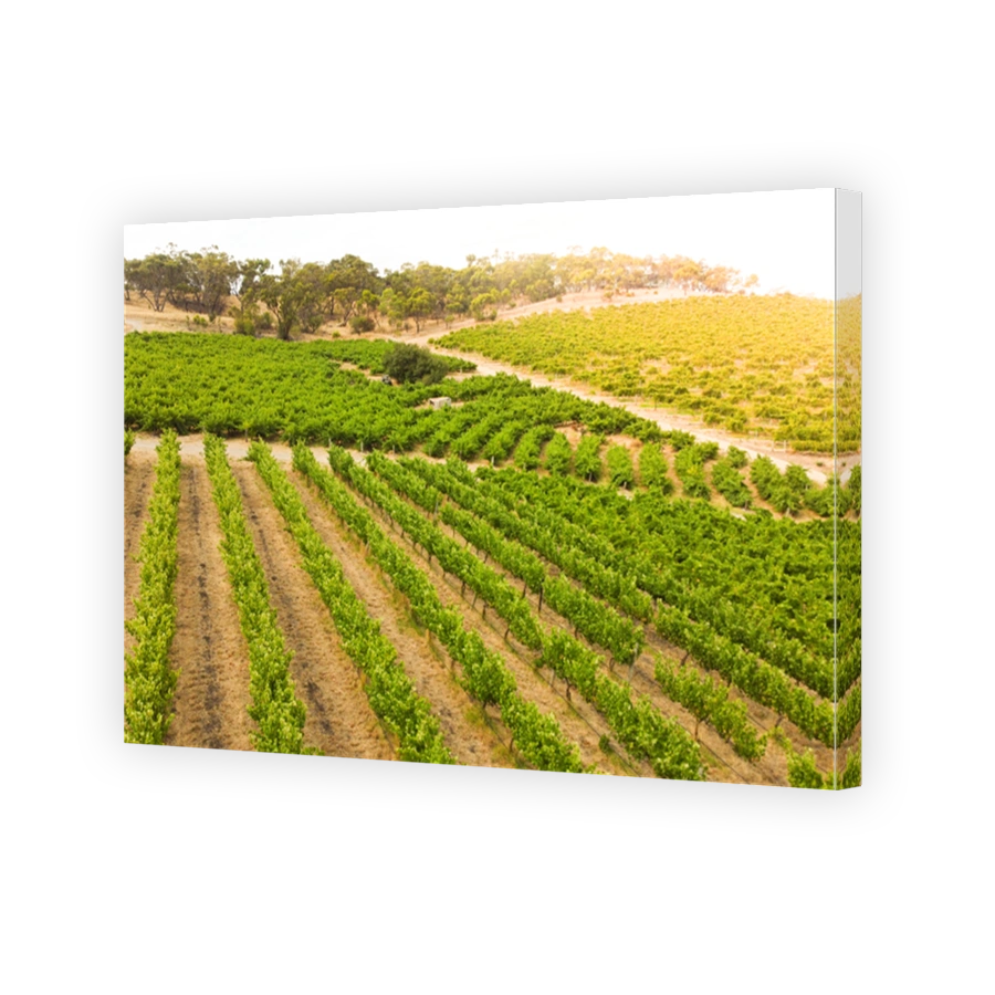 McLaren Vale vineyards grapevines and wineries in South Australia Fleurieu Peninsula