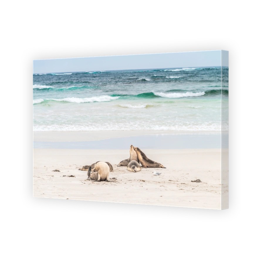 Sea lions resting on the beach