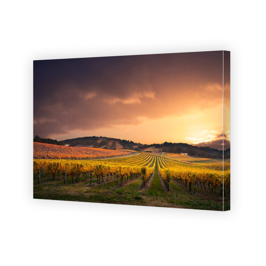 Vineyard Stunner