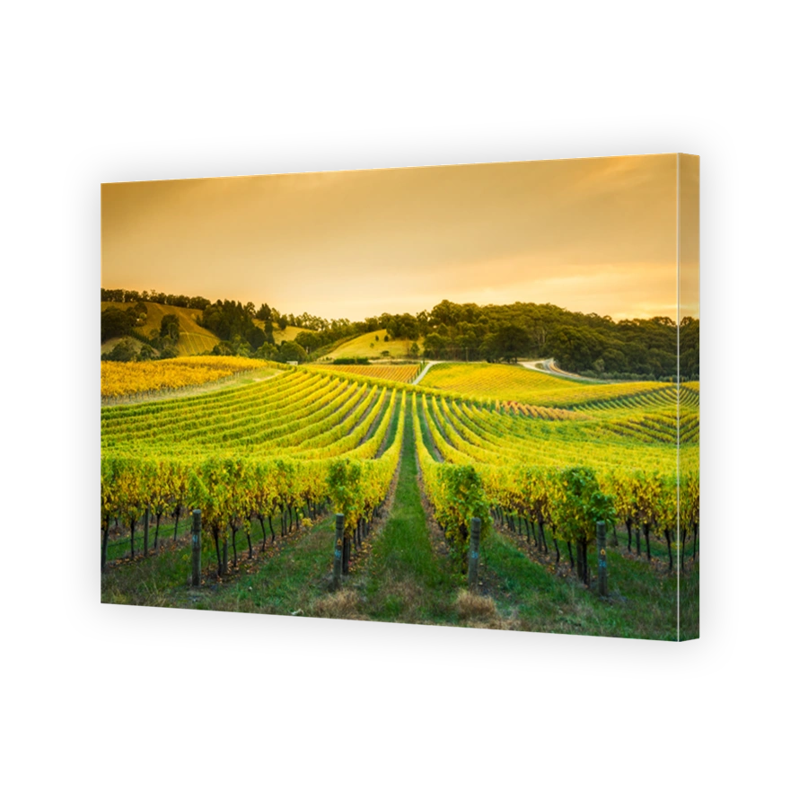 Golden Vines