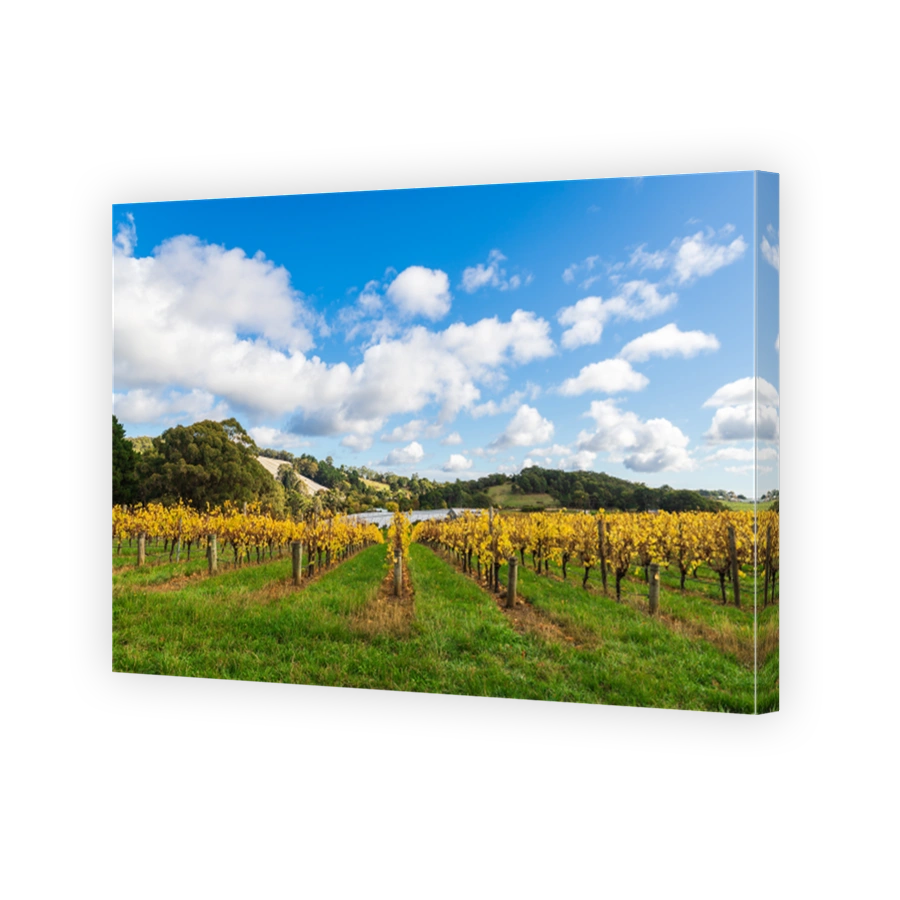 Autumn vineyards in Adelaide Hills, South Australia