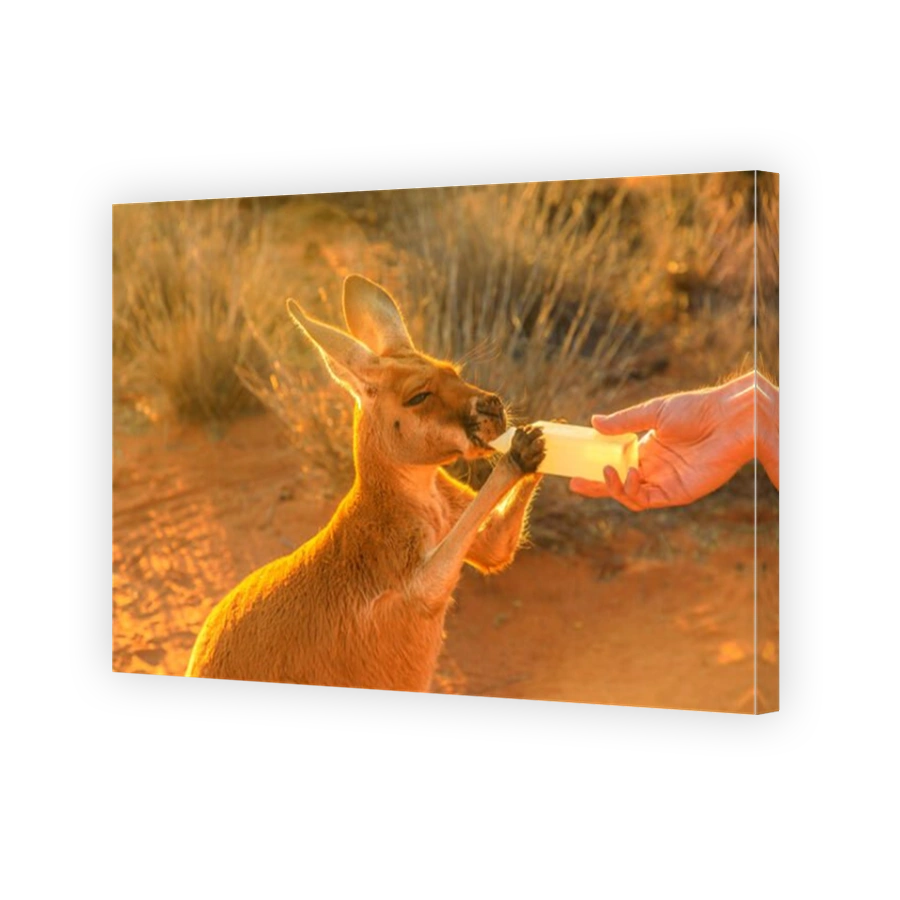 Closeup of baby Kangaroo orphan having their milk. Tourist feeds small kangaroo bottle feeding outdoors. Sunset golden light shot. Australian