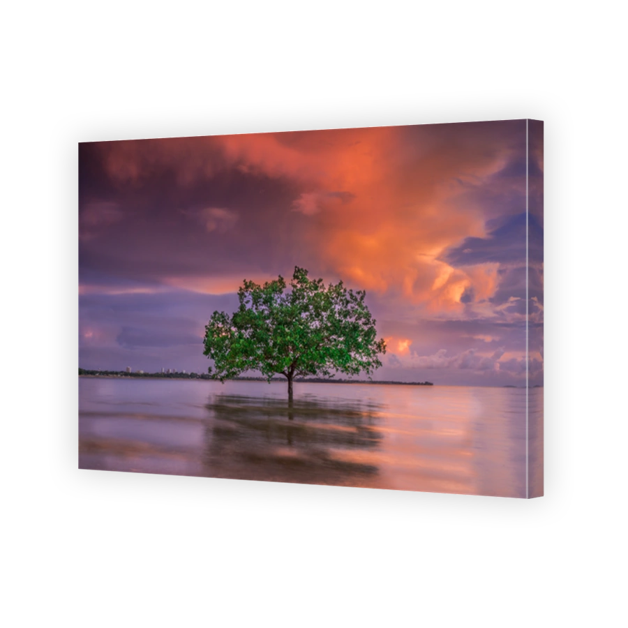 In Between, single tree Darwin Northern Territory Australia