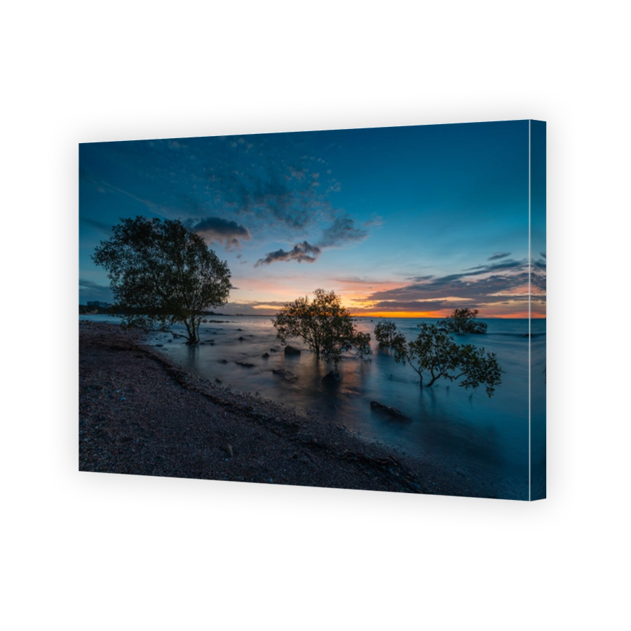 Trees beach sunset