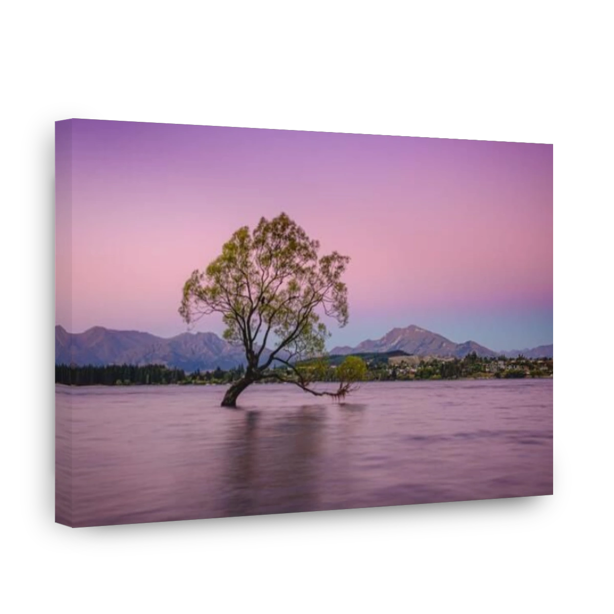 Wanaka tree, New Zealand