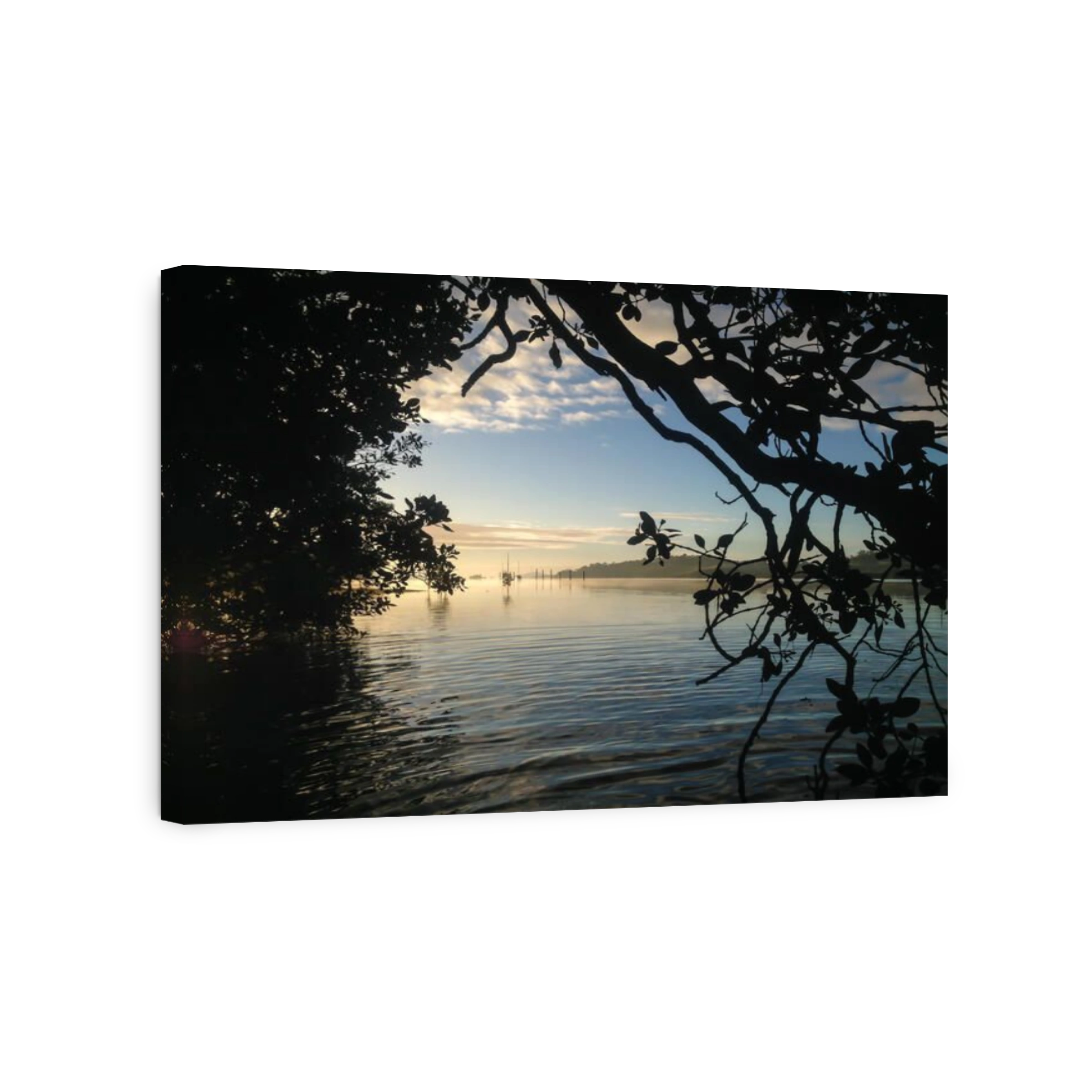 Looking through the mangrove tree on Kerikeri Inlet, New Zealand, NZ, on a misty and foggy winter's morning