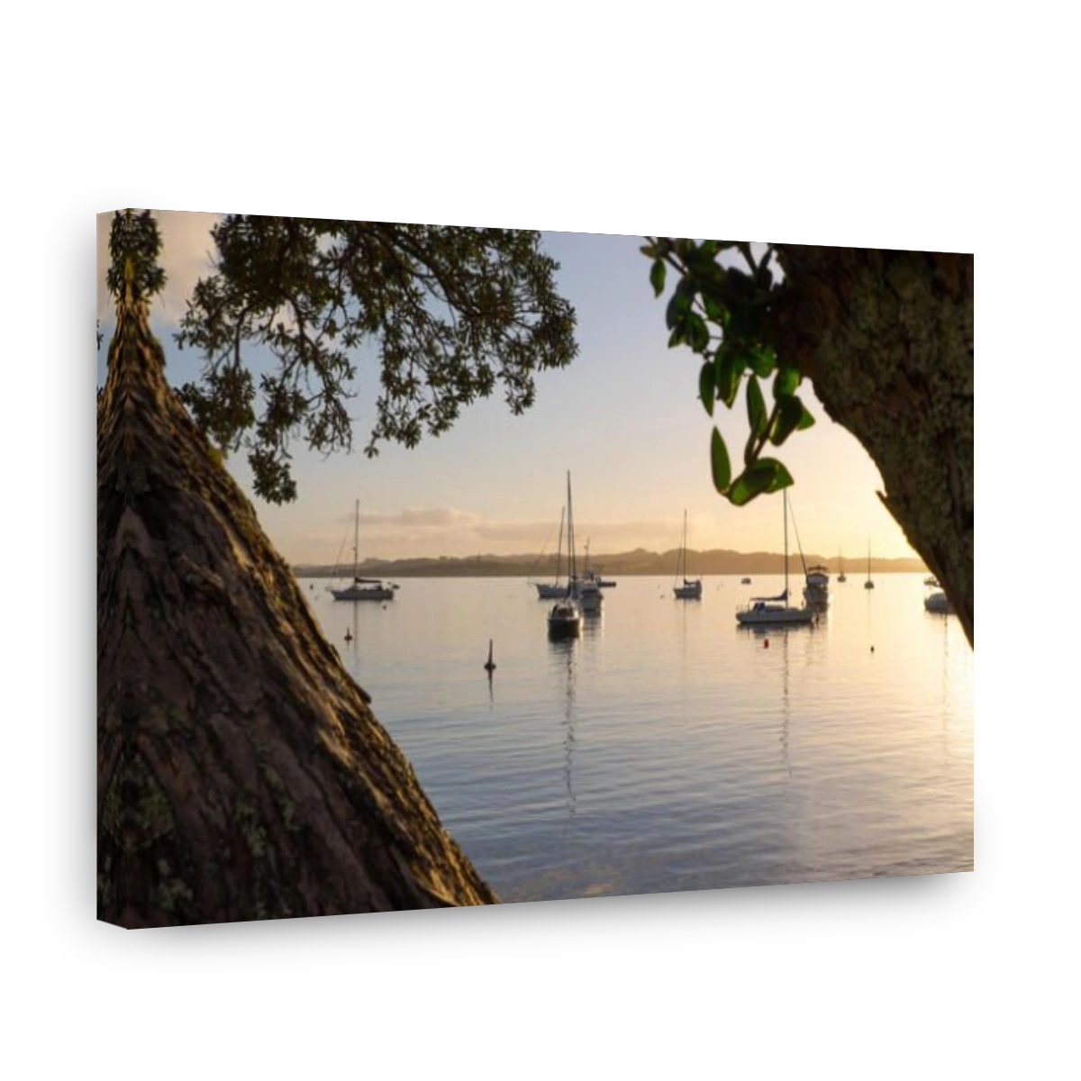 Looking through the Pohutukawa trees over the bay and boats at sunset. Russell, Bay of Islands, New Zealand, NZ.