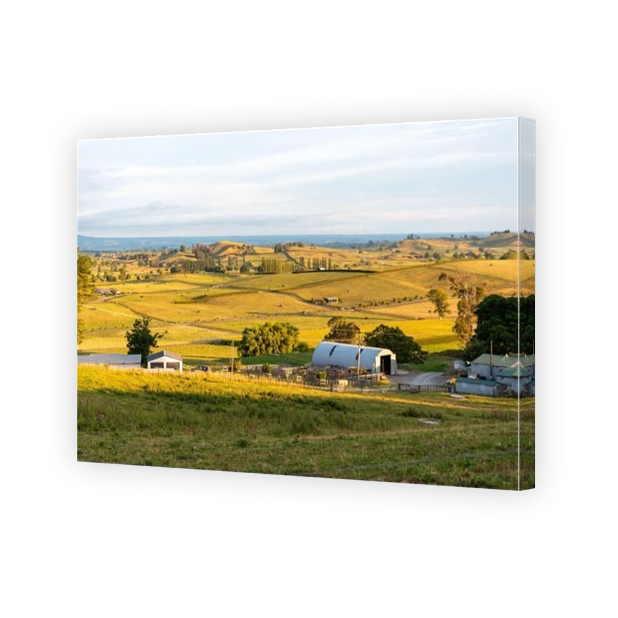Great pasture landscape in the early morning in Matamata, North Island of New Zealand