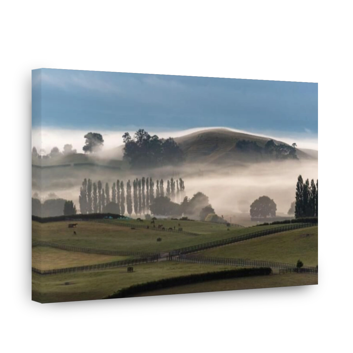 Great pasture landscape in the early morning in Matamata, North Island of New Zealand