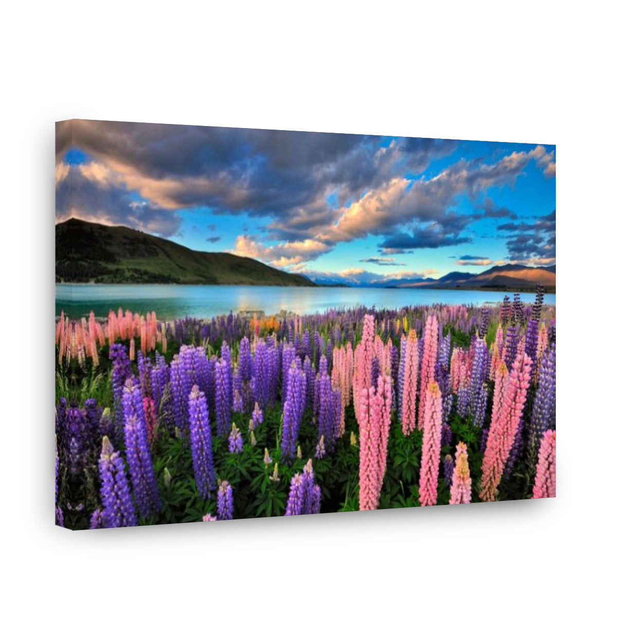 Lupins on the shore of Lake Tekapo, New Zealand