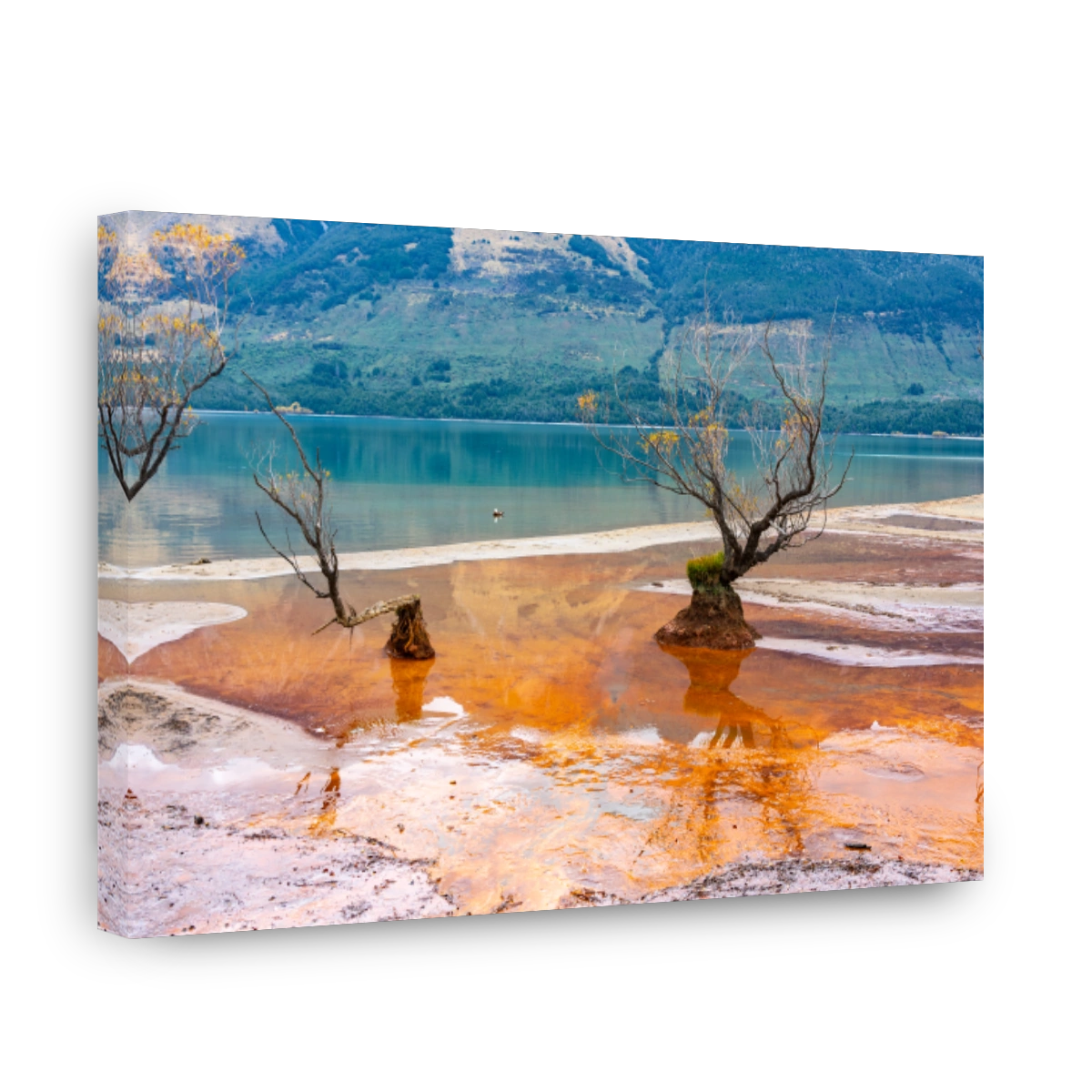 Willow tree stumps sprouting spindly branches and yellow autumn color leaves in rusty colored swampy edge to Lake Te Anau at Glenorchy
