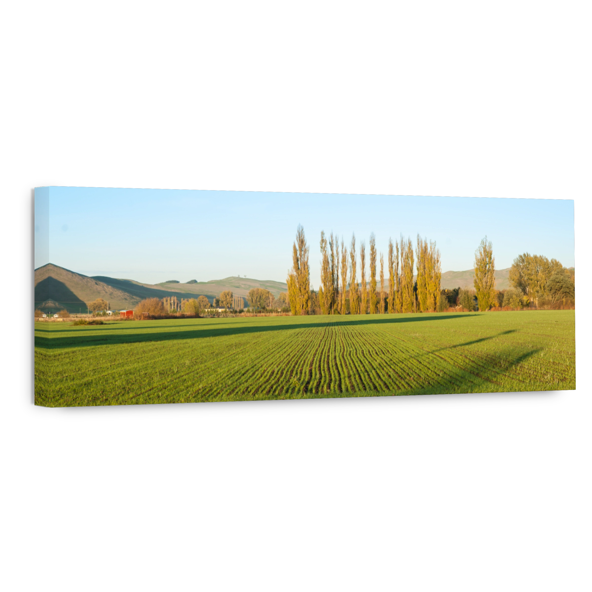 Row of golden leafed silver birch trees across field of long rows of seedling crop.
