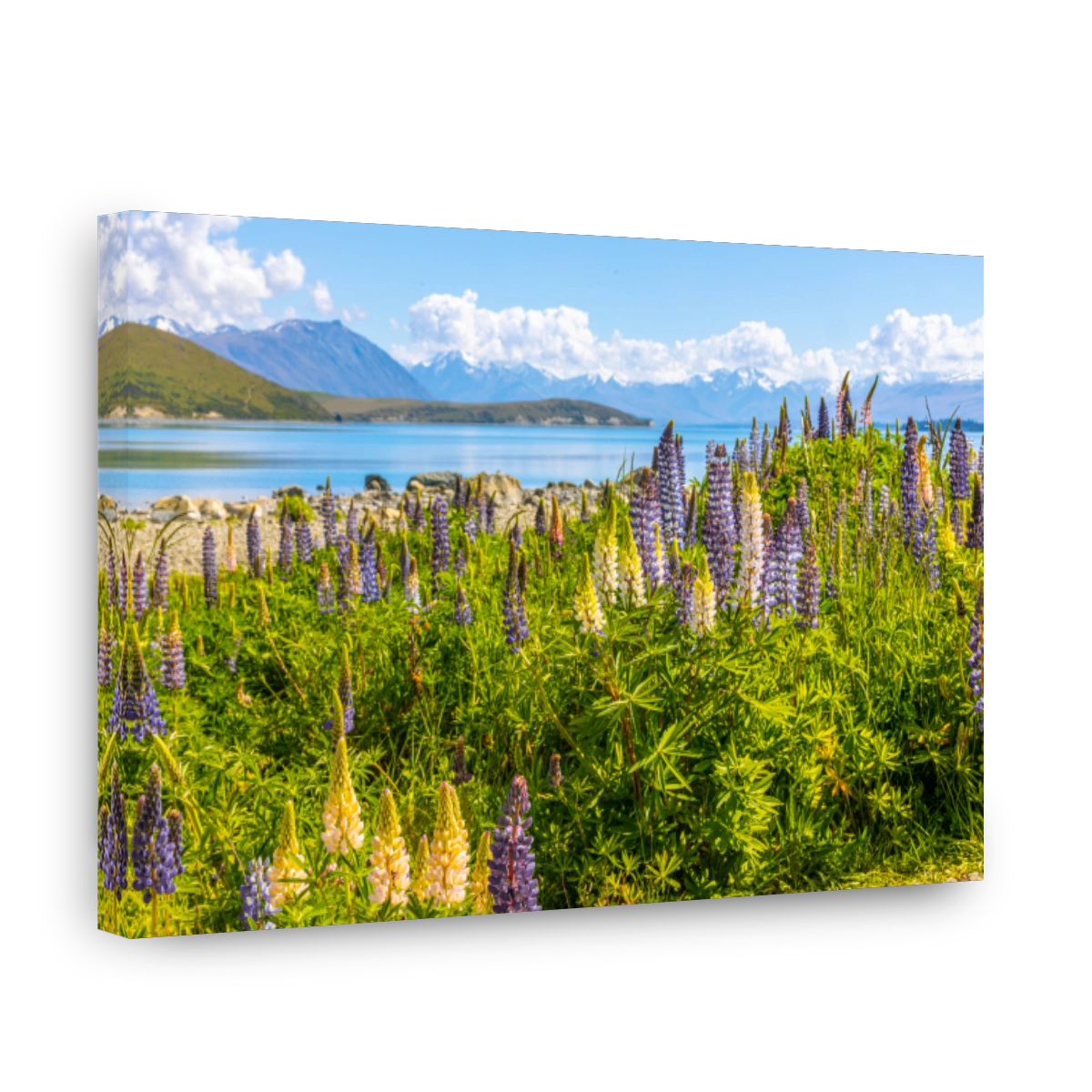 Lupine Flowers at Lake Pukaki, New Zealand