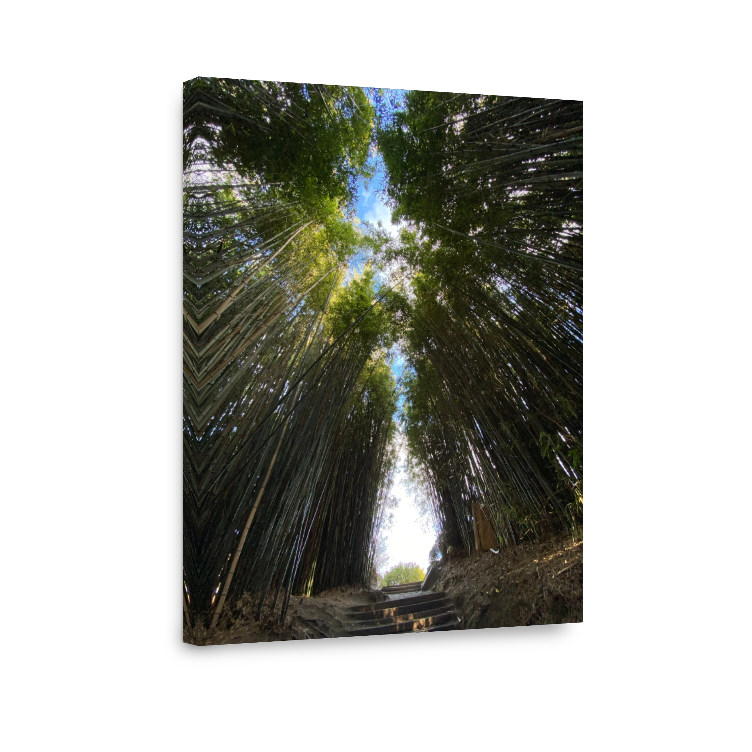 Serene bamboo forest path at Hamilton Gardens
